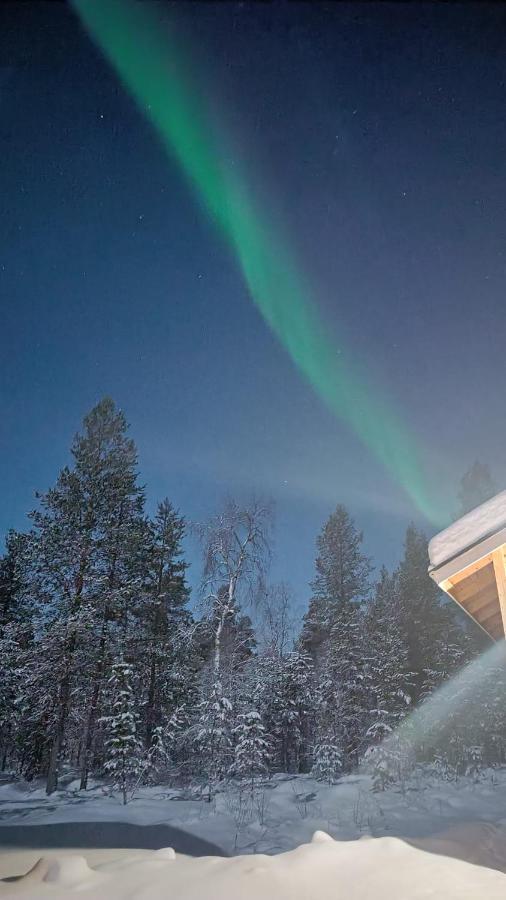 Hallahaukka * Ivalo
